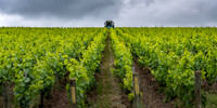 Vineyards around Epernay, France
