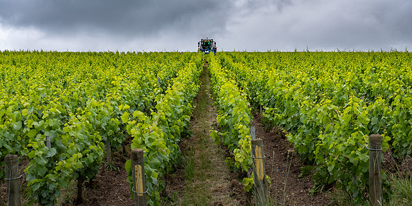 Vineyards around Epernay, France
