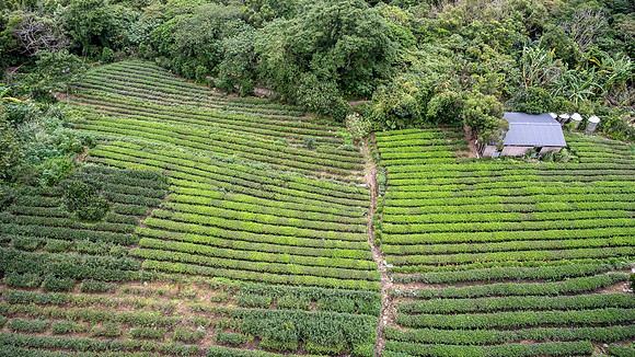 Tea Plantation from the Gondola