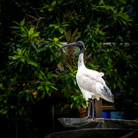 Australian White Ibis or 'Bin Chicken' at Darling Quarter