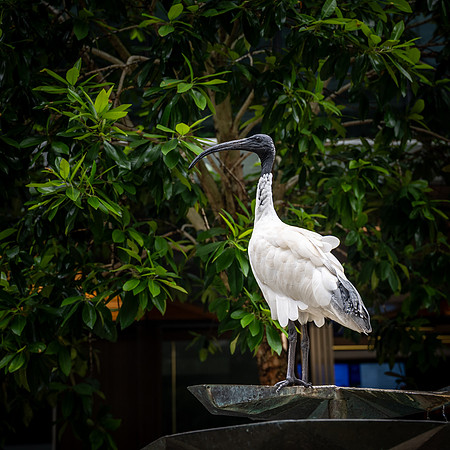 Australian White Ibis or 'Bin Chicken' at Darling Quarter