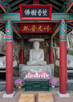 The Medecine Buddah