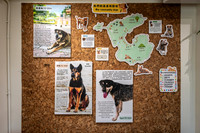 The Community Dogs
