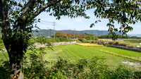 Rice Fields in Gyeongju
