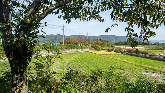 Rice Fields in Gyeongju