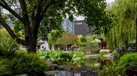 Tiktok oversees the Chinese Garden of Friendship