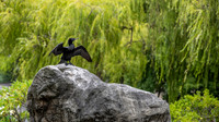 Cormorant inside the Chinese Garden of Friendship