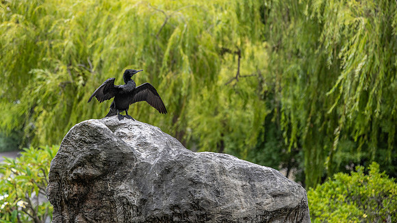 Cormorant inside the Chinese Garden of Friendship