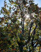 Persimmon Tree