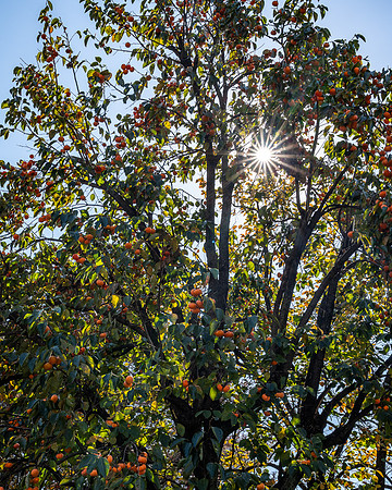 Persimmon Tree