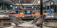 Tuna for Sale