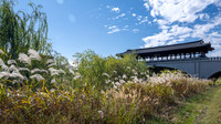 Autumn Silver Grass alongside the  Namcheongyo Bridge