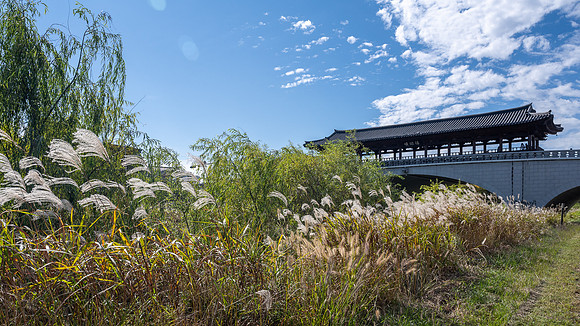 Autumn Silver Grass alongside the  Namcheongyo Bridge