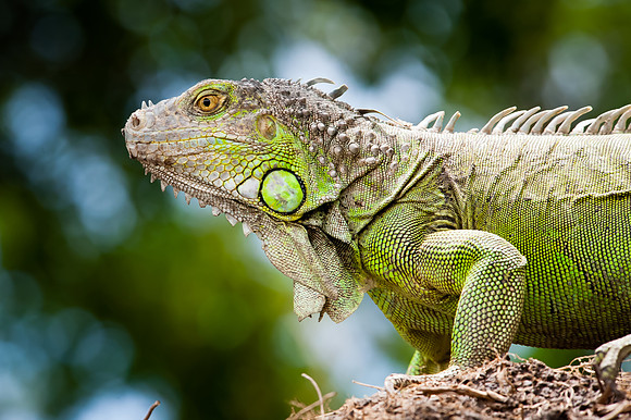 Costa Rica-7
