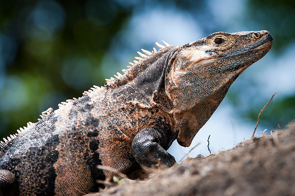 Costa Rica-8