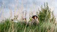 Southern Caracara bird