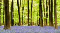 Bluebell Wood