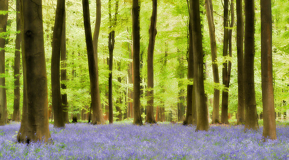 Bluebell Wood