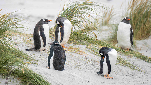 Gentoo penguins at Yorke Bay