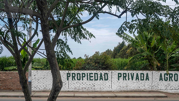 Private Sugar Cane Grower