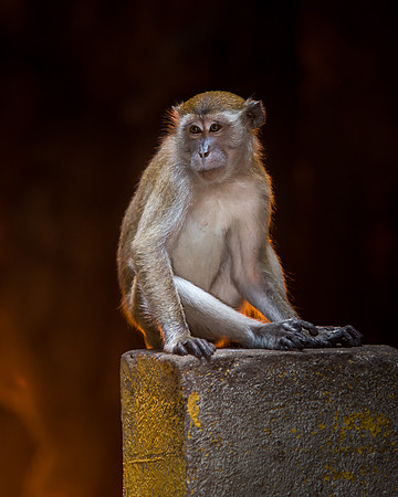 Monkeys at the Batu Caves - Kuala Lumpur