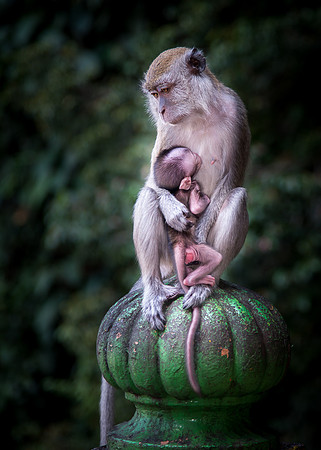 Monkeys at the Batu Caves - Kuala Lumpur