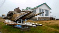Whaling protester