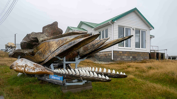 Whaling protester