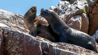 Sea Lions