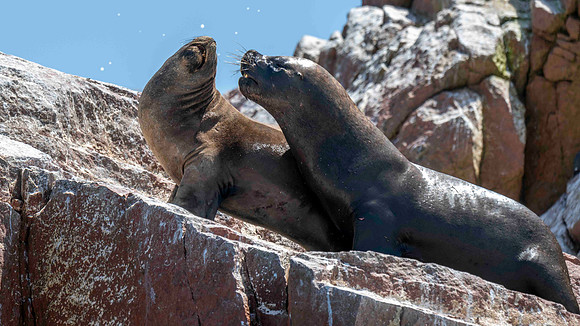 Sea Lions