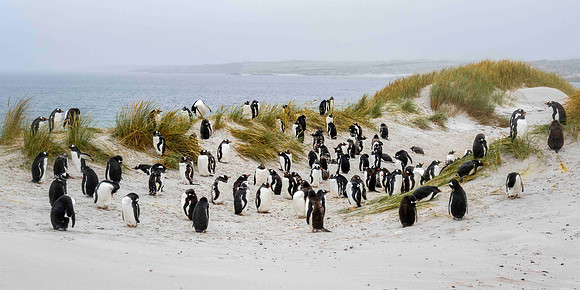 Gentoo penguins at Yorke Bay