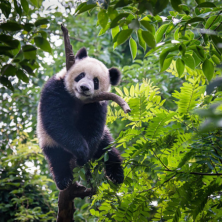Chengdu Panda