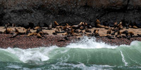 Beach full of Sea Lions on Islas Ballestas