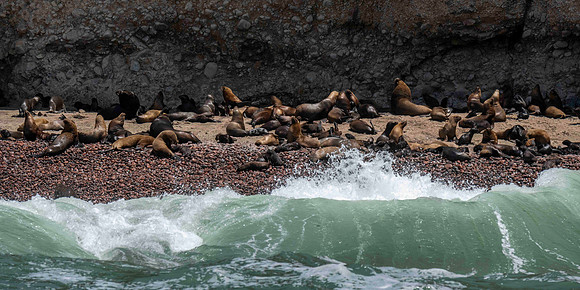 Beach full of Sea Lions on Islas Ballestas