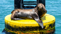 Basking Sea Lion on a Buoy