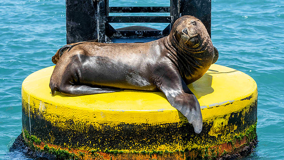 Basking Sea Lion on a Buoy